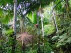 elyunque.jpg